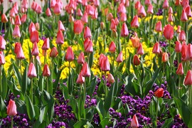 fázós tulipánok