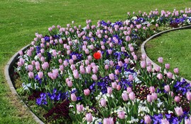 Tulipánvirágzás