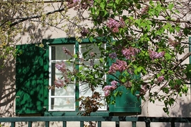 Nyílik az orgona
