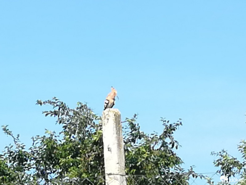 Nyíregyháza