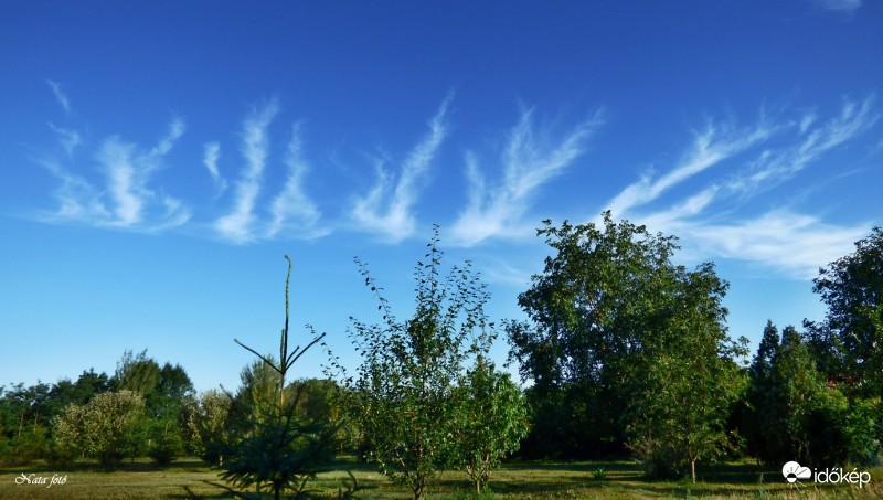 Cirrus vertebratus