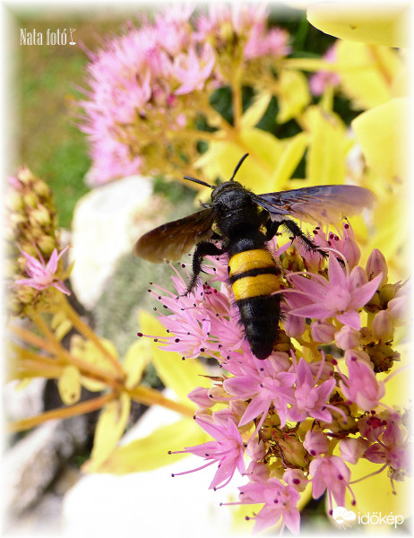 Sötét tőrösdarázs