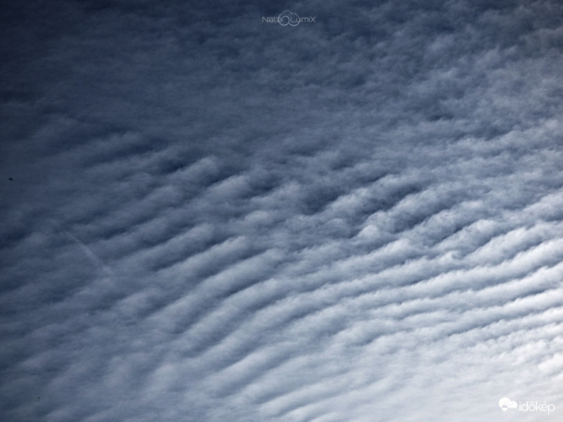 Cirrocumulus undulatus