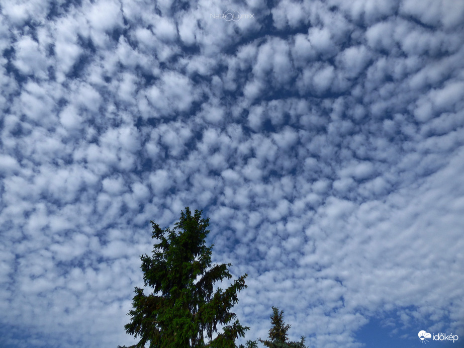 Cirrocumulus floccus