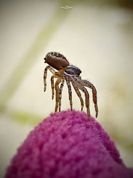 8-lábú balerina