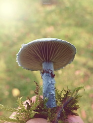 Zöld harmatgomba