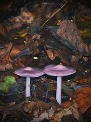 Pink pár