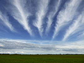 Cirrus radiatus