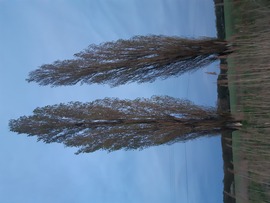 Sárvár 
