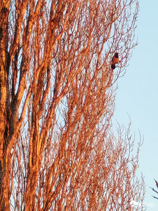 Dolmányos varjú lenyugvó nap fényében 