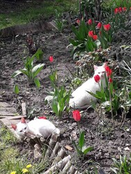 A macskák szeretik a tulipánokat. 