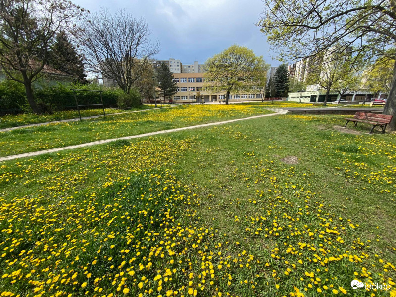 A park új szőnyege