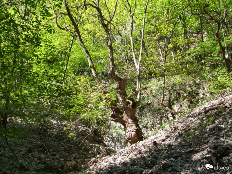 Őrségben