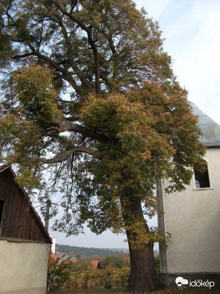Öreg hárs 1.