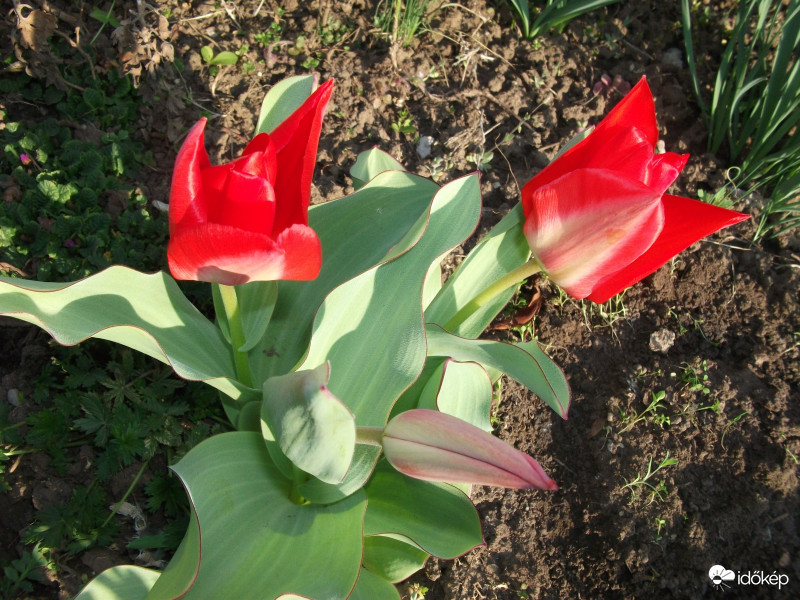 Tulipánok párban