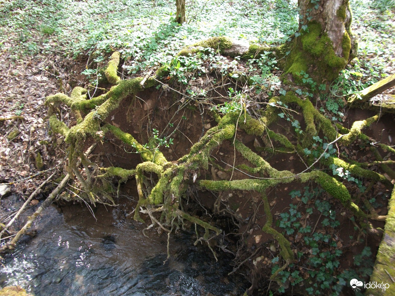 Ragaszkodó