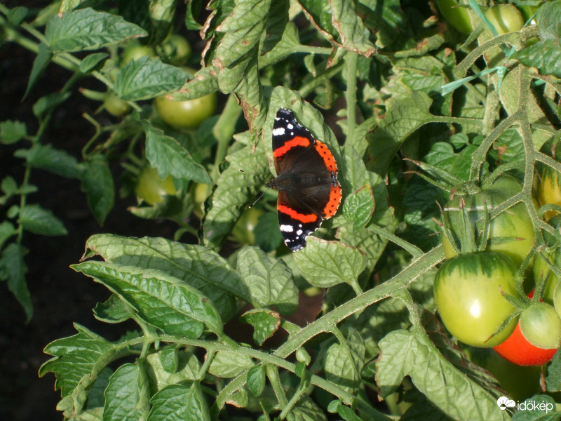 "Paradicsomlepke"