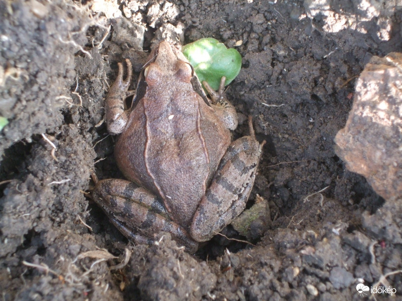 Rejtőzködő