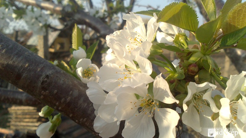 cseresznyevirág