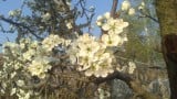 szilvafa virág