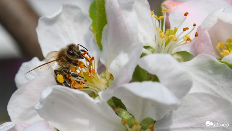 Dolgozó méh