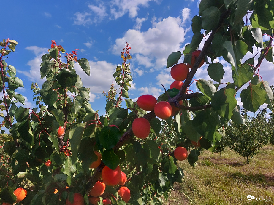 Kajszi barack érése