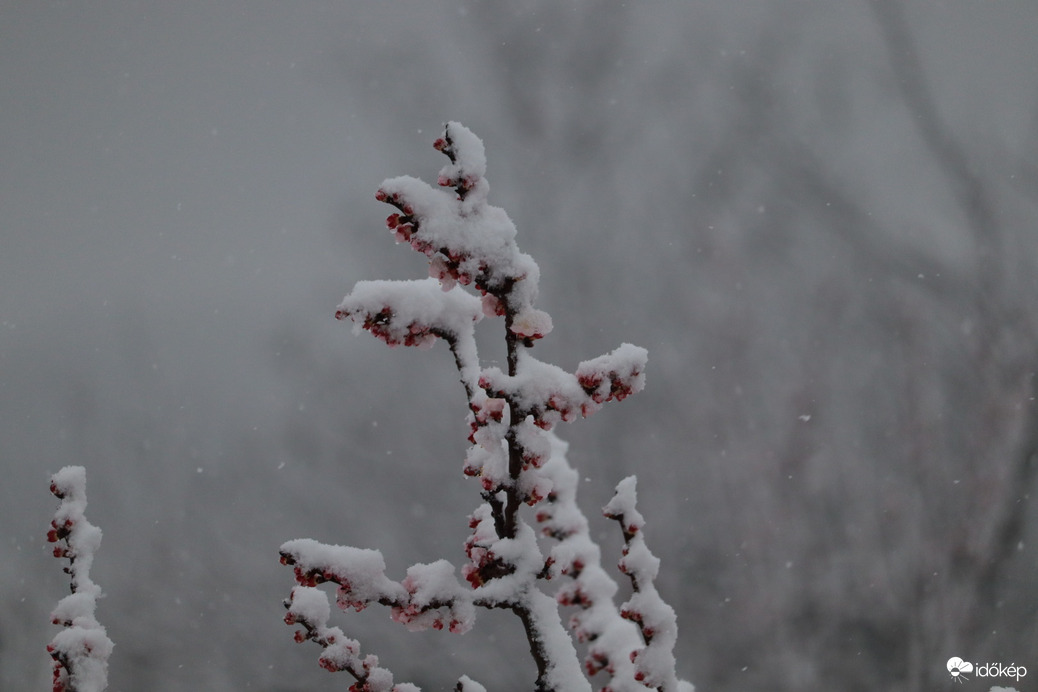 Havas barackfa bimbók