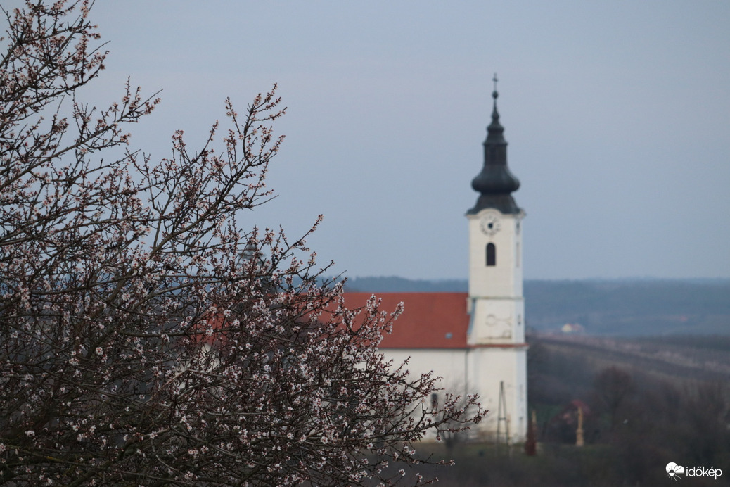 Mandula virágzás