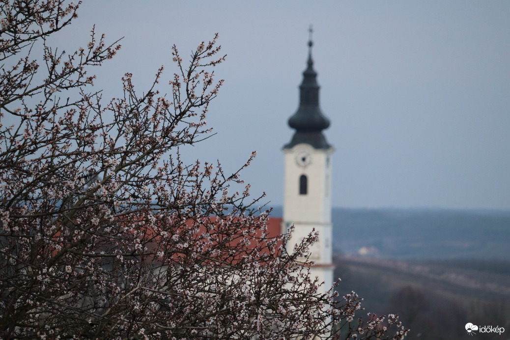 Mandula virágzás 2.