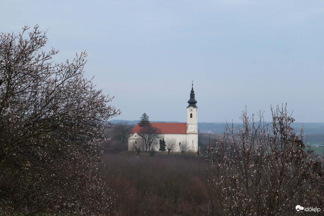 Mandula virágzás 3.