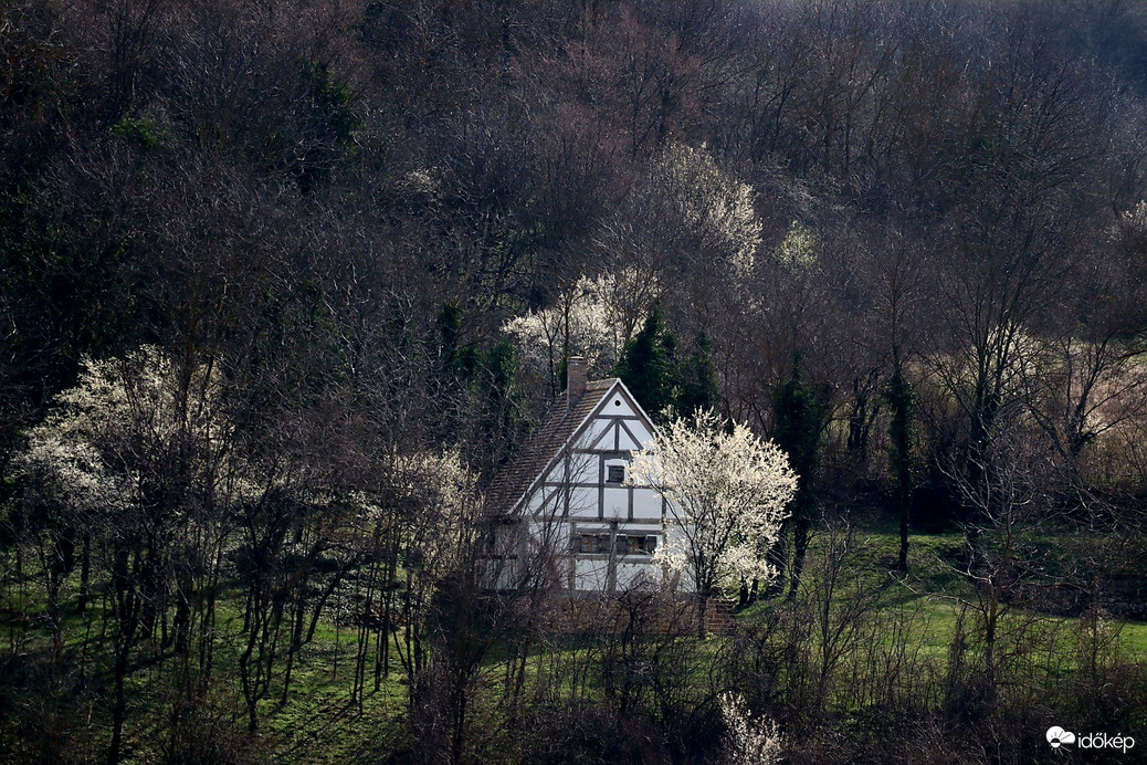 Fachwerk ház és a virágzó mirabolán.