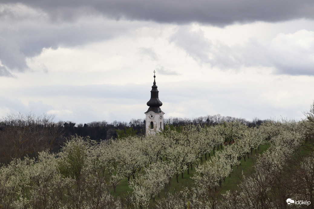 Virágzó szilva ültetvény 5.