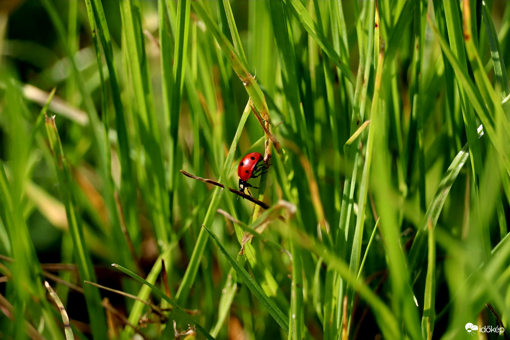 Hétpettyes katicabogár