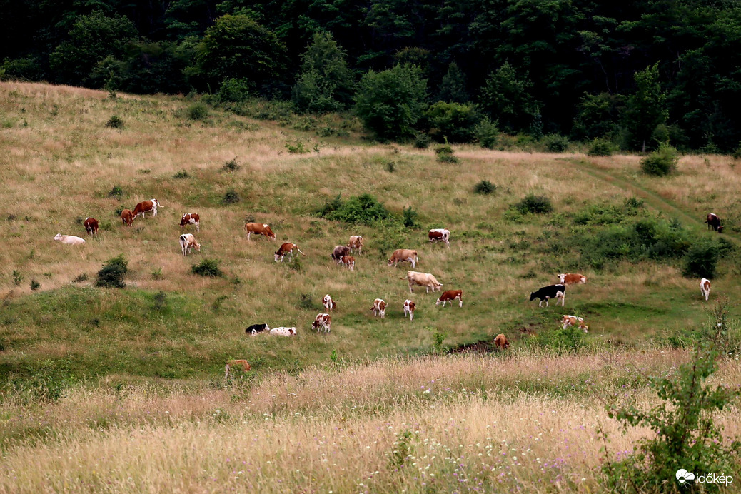 Székelykő
