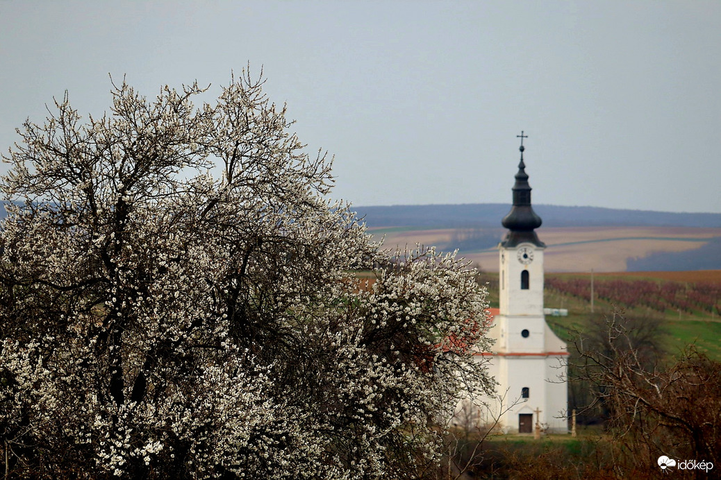 Virágzó mandulafa 