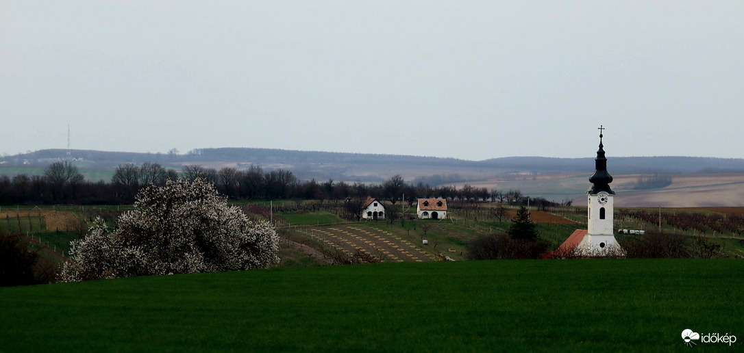 Virágzó mandulafa 