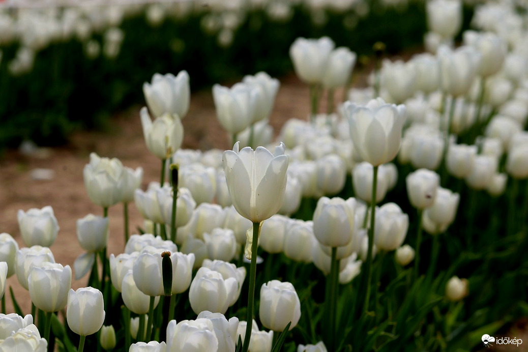 Kőröshegyi tulipánkert 