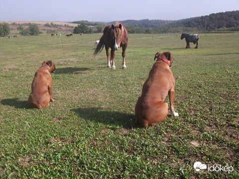 Őrbottyán, Equus lómenhely