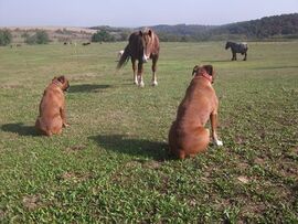 Őrbottyán, Equus lómenhely