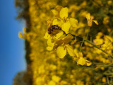 Méh a repcén