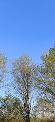 Gyulaj