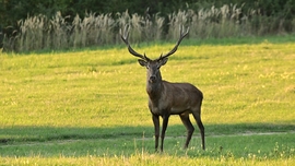 Király ez a reggel.