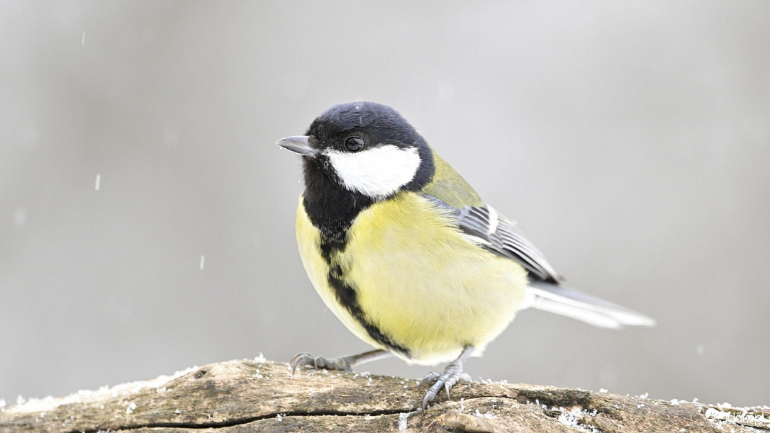 Ismét havazás kezdődik.