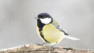 Ismét havazás kezdődik.