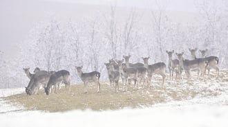 Vagyunk egy páran...