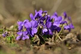 Ébred a természet