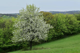 Virágzó vadkörte fa