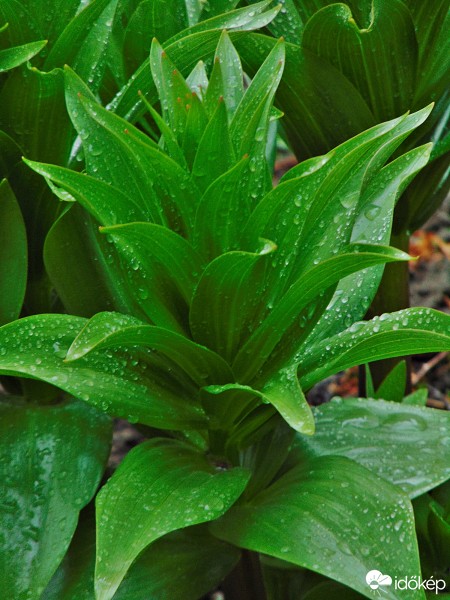 Hódmezővásárhely