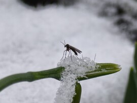Hódmezővásárhely