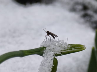 Hódmezővásárhely